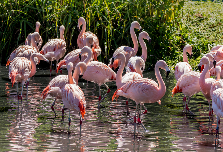 Chilean flamingos 966x644.jpg